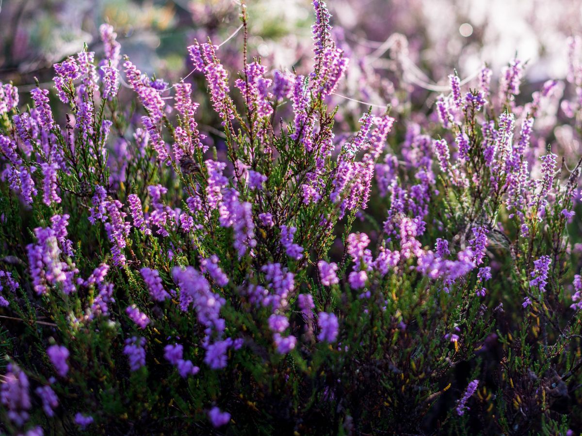 Types Of Heather Plants Types Of Heather Plants