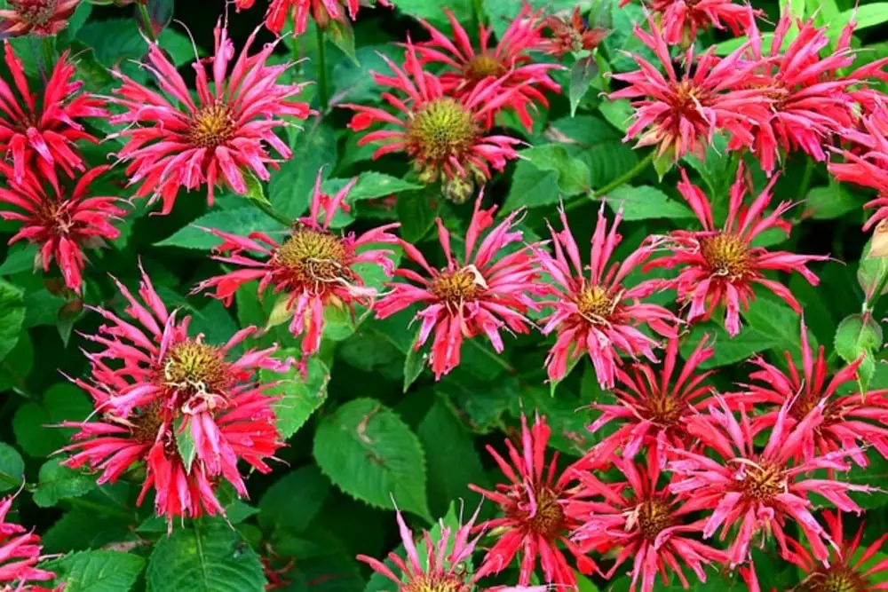 Bee Balm Flower Symbolism Meaning And Uses You Should Know Bee Balm 